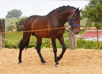 PRE, Étalon, 3 Ans, 165 cm, Bai