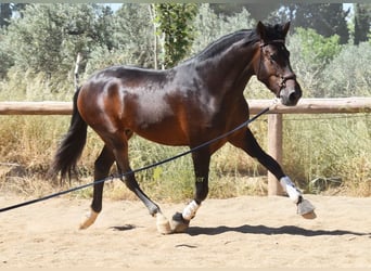 PRE, Étalon, 3 Ans, 165 cm, Bai