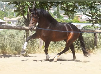 PRE, Étalon, 3 Ans, 165 cm, Bai