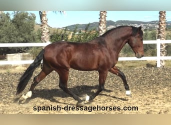 PRE Croisé, Étalon, 3 Ans, 165 cm, Bai