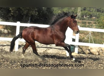 PRE Croisé, Étalon, 3 Ans, 165 cm, Bai