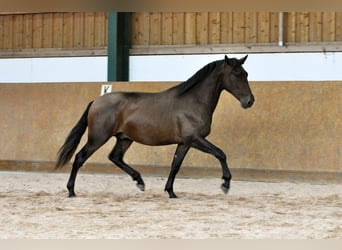 PRE Croisé, Étalon, 3 Ans, 165 cm, Bai
