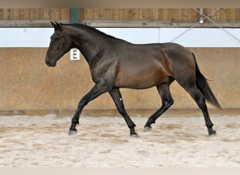 PRE Croisé, Étalon, 3 Ans, 165 cm, Bai