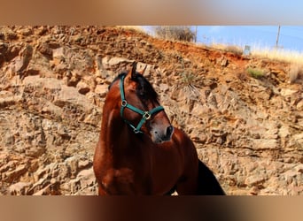 PRE Croisé, Étalon, 3 Ans, 165 cm, Bai