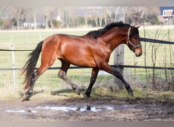 PRE Croisé, Étalon, 3 Ans, 165 cm, Bai