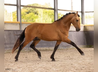 PRE Croisé, Étalon, 3 Ans, 165 cm, Buckskin