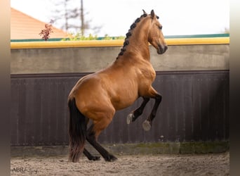 PRE Croisé, Étalon, 3 Ans, 165 cm, Buckskin