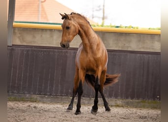 PRE Croisé, Étalon, 3 Ans, 165 cm, Buckskin