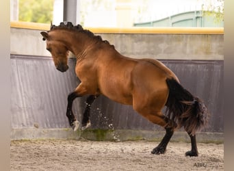 PRE Croisé, Étalon, 3 Ans, 165 cm, Buckskin