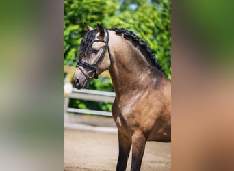 PRE Croisé, Étalon, 3 Ans, 165 cm, Buckskin