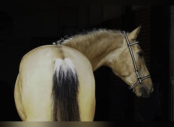 PRE, Étalon, 3 Ans, 165 cm, Buckskin