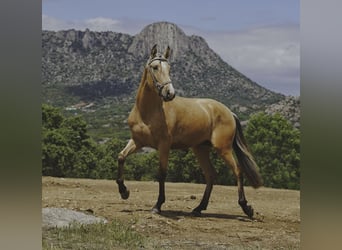 PRE, Étalon, 3 Ans, 165 cm, Buckskin
