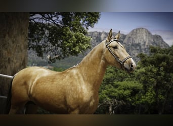 PRE, Étalon, 3 Ans, 165 cm, Buckskin