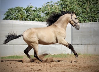 PRE Croisé, Étalon, 3 Ans, 165 cm, Buckskin