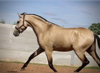 PRE Croisé, Étalon, 3 Ans, 165 cm, Buckskin