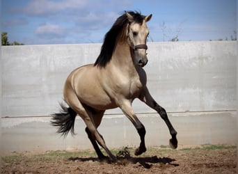 PRE Croisé, Étalon, 3 Ans, 165 cm, Buckskin