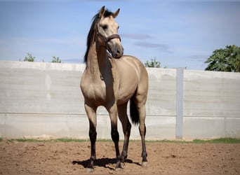 PRE Croisé, Étalon, 3 Ans, 165 cm, Buckskin