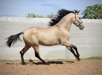 PRE Croisé, Étalon, 3 Ans, 165 cm, Buckskin