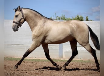 PRE Croisé, Étalon, 3 Ans, 165 cm, Buckskin