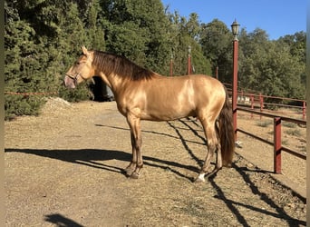 PRE, Étalon, 3 Ans, 165 cm, Champagne