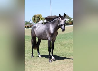 PRE Croisé, Étalon, 3 Ans, 165 cm, Gris