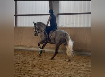 PRE Croisé, Étalon, 3 Ans, 165 cm, Gris