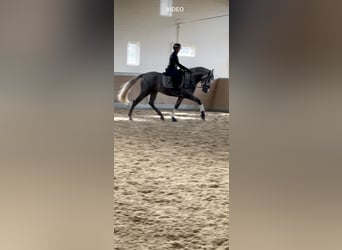 PRE Croisé, Étalon, 3 Ans, 165 cm, Gris PRE Croisé, Étalon, 3 Ans, 165 cm, Gris