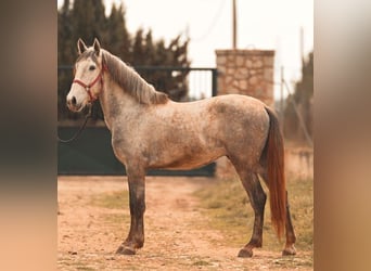 PRE, Étalon, 3 Ans, 165 cm, Gris