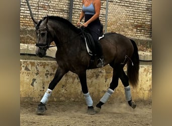 PRE Croisé, Étalon, 3 Ans, 165 cm, Gris noir