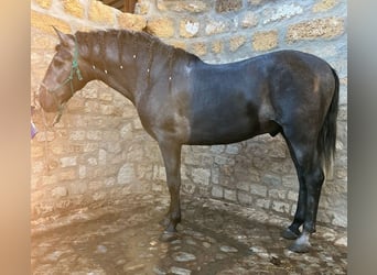 PRE Croisé, Étalon, 3 Ans, 165 cm, Gris pommelé