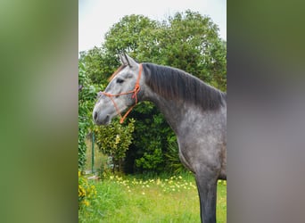PRE Croisé, Étalon, 3 Ans, 165 cm, Gris pommelé