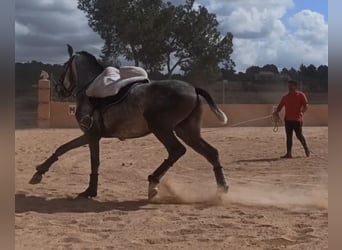 PRE, Étalon, 3 Ans, 165 cm, Gris pommelé