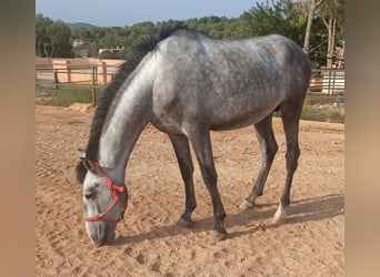 PRE, Étalon, 3 Ans, 165 cm, Gris pommelé