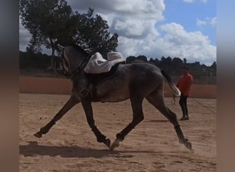 PRE, Étalon, 3 Ans, 165 cm, Gris pommelé