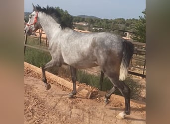 PRE, Étalon, 3 Ans, 165 cm, Gris pommelé