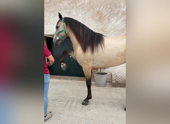 PRE Croisé, Étalon, 3 Ans, 165 cm, Isabelle