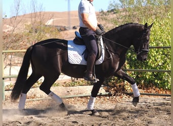 PRE Croisé, Étalon, 3 Ans, 165 cm, Noir