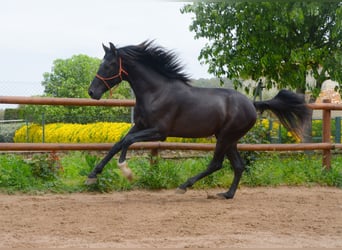PRE Croisé, Étalon, 3 Ans, 165 cm, Noir