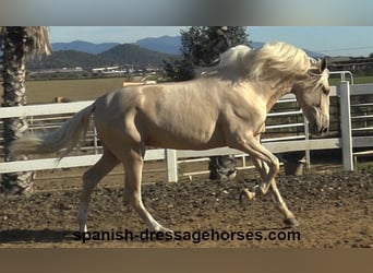 PRE Croisé, Étalon, 3 Ans, 165 cm, Palomino