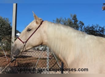 PRE Croisé, Étalon, 3 Ans, 165 cm, Palomino