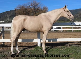 PRE Croisé, Étalon, 3 Ans, 165 cm, Palomino