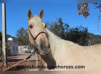 PRE Croisé, Étalon, 3 Ans, 165 cm, Palomino