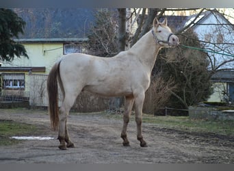 PRE, Étalon, 3 Ans, 165 cm, Perlino