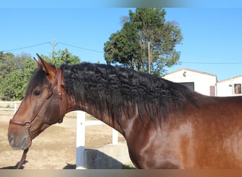 PRE Croisé, Étalon, 3 Ans, 166 cm, Bai