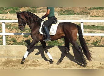 PRE Croisé, Étalon, 3 Ans, 166 cm, Bai
