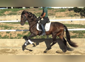 PRE Croisé, Étalon, 3 Ans, 166 cm, Bai