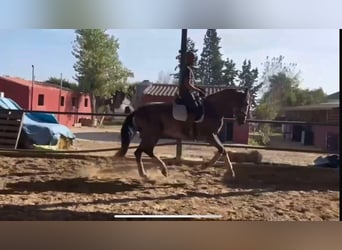 PRE Croisé, Étalon, 3 Ans, 166 cm, Gris