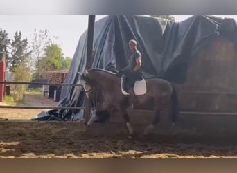 PRE Croisé, Étalon, 3 Ans, 166 cm, Gris