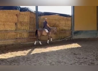 PRE Croisé, Étalon, 3 Ans, 166 cm, Gris