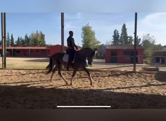 PRE Croisé, Étalon, 3 Ans, 166 cm, Gris